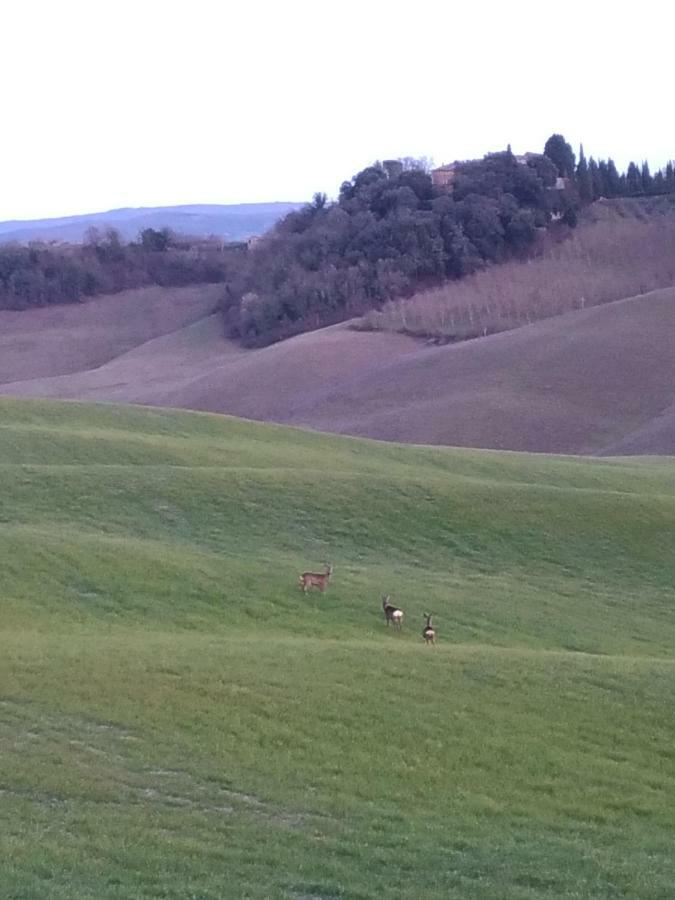Appartamento Crete Senesi Кастельнуово-Берарденґа Екстер'єр фото